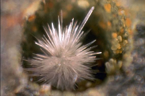 aragonite